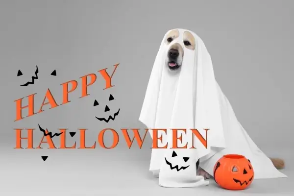 Happy Halloween from True Capital Mortgage LLC